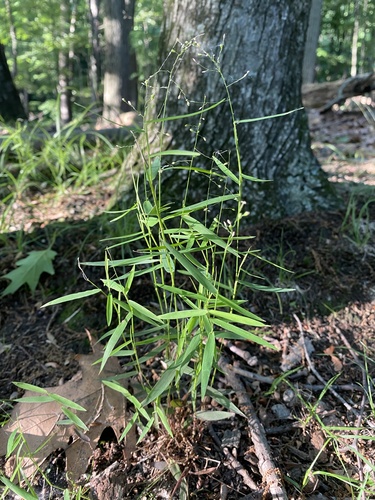 Dichanthelium dichotomum (L.) Gould