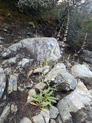 Streptanthus glandulosus secundus