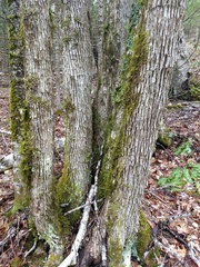 Ostrya virginiana image