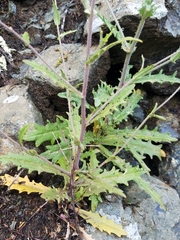 Streptanthus glandulosus secundus