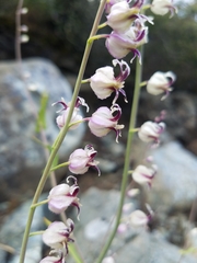 Streptanthus glandulosus secundus