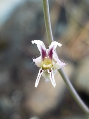 Streptanthus glandulosus secundus
