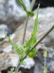 Streptanthus glandulosus secundus