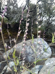 Streptanthus glandulosus secundus