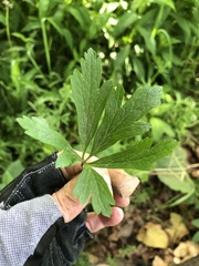Anemonastrum canadense