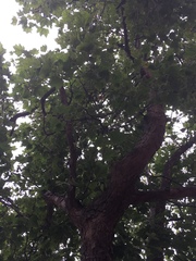 Platanus occidentalis