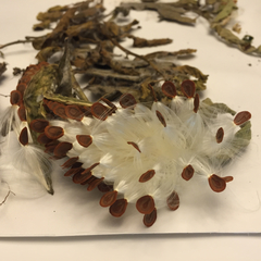 Cynanchum racemosum