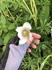 Anemonastrum canadense