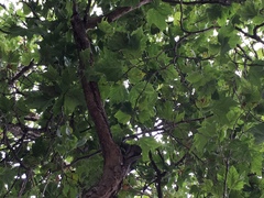 Platanus occidentalis