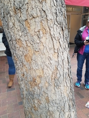 Platanus occidentalis