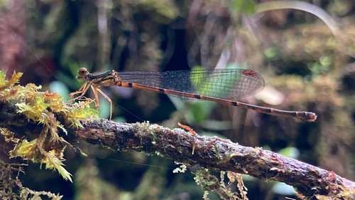 Megalagrion adytum, 2024-06-04