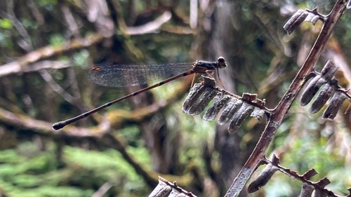 Megalagrion adytum, 2024-06-04