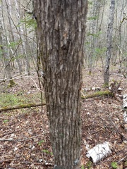 Ostrya virginiana image