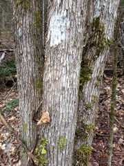 Ostrya virginiana image