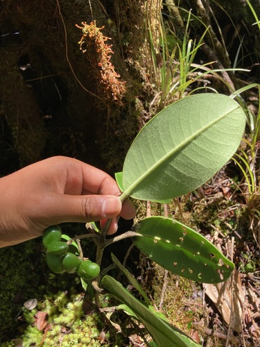 Melicope kavaiensis observed 2024-06-06