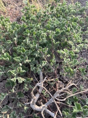 Acleisanthes