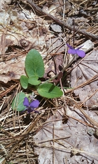 Viola fimbriatula