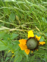 Rudbeckia amplexicaulis