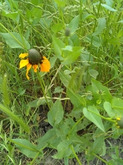 Rudbeckia amplexicaulis