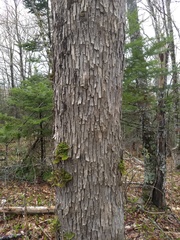 Ostrya virginiana image