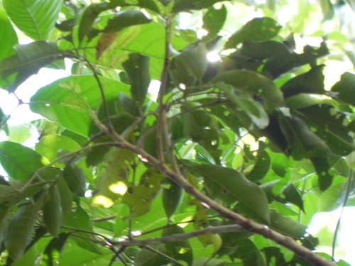 Image of Tapirira guianensis by (c) Thomaz Ricardo Favreto Sinani, some rights reserved (CC BY)