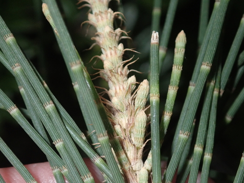 Casuarina glauca observed 2024-06-07