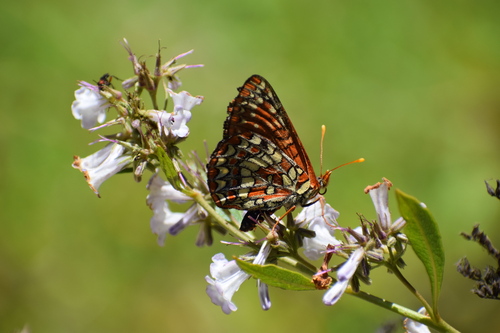 iNaturalist observation photo of Chalcedon Checkerspot