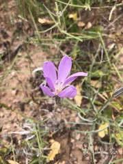 Lygodesmia grandiflora