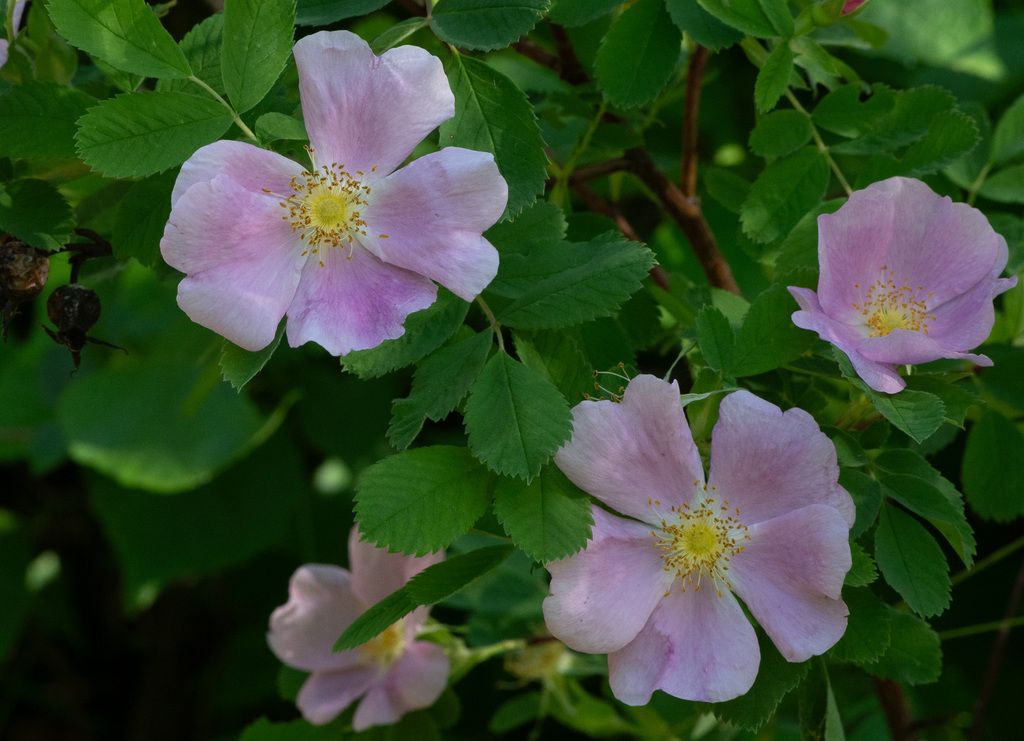 smooth rose from Sherburne County, MN, USA on June 7, 2024 at 03:47 PM ...