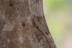 Anolis unilobatus
