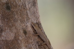 Anolis unilobatus