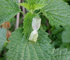 Nezara viridula