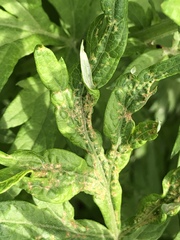 Poecilocapsus lineatus