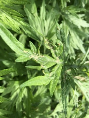 Poecilocapsus lineatus