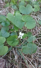 Viola pallens