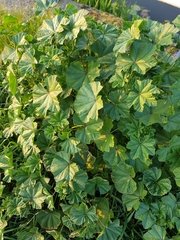 Malva sylvestris