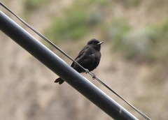 Knipolegus aterrimus