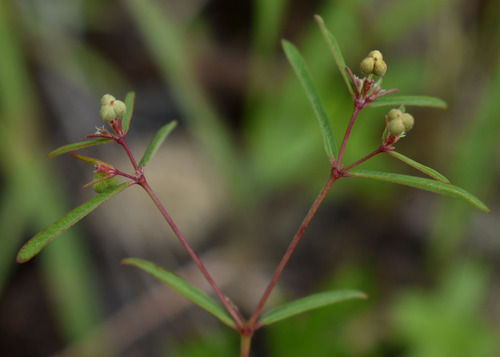 Euphorbia mitchelliana