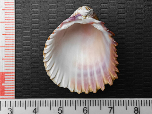 Mexican Cockle