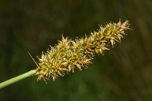 Dense sedge (Carex densa)