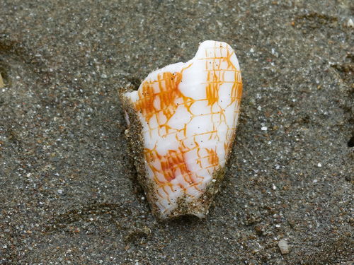 Conasprella lucida observed 2024-05-13