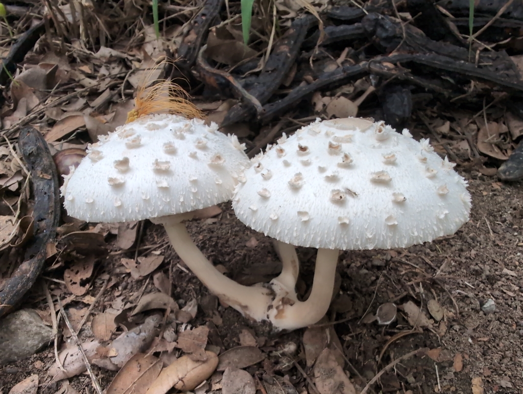 Chlorophyllum molybdites · June 2024 · photo: © francisca22 (iNaturalist, cc-by)