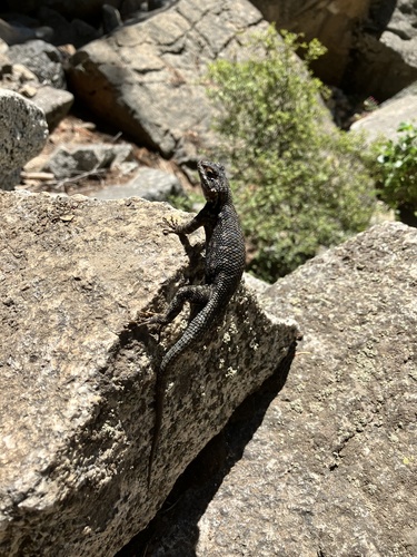 iNaturalist observation photo of Western Fence Lizard