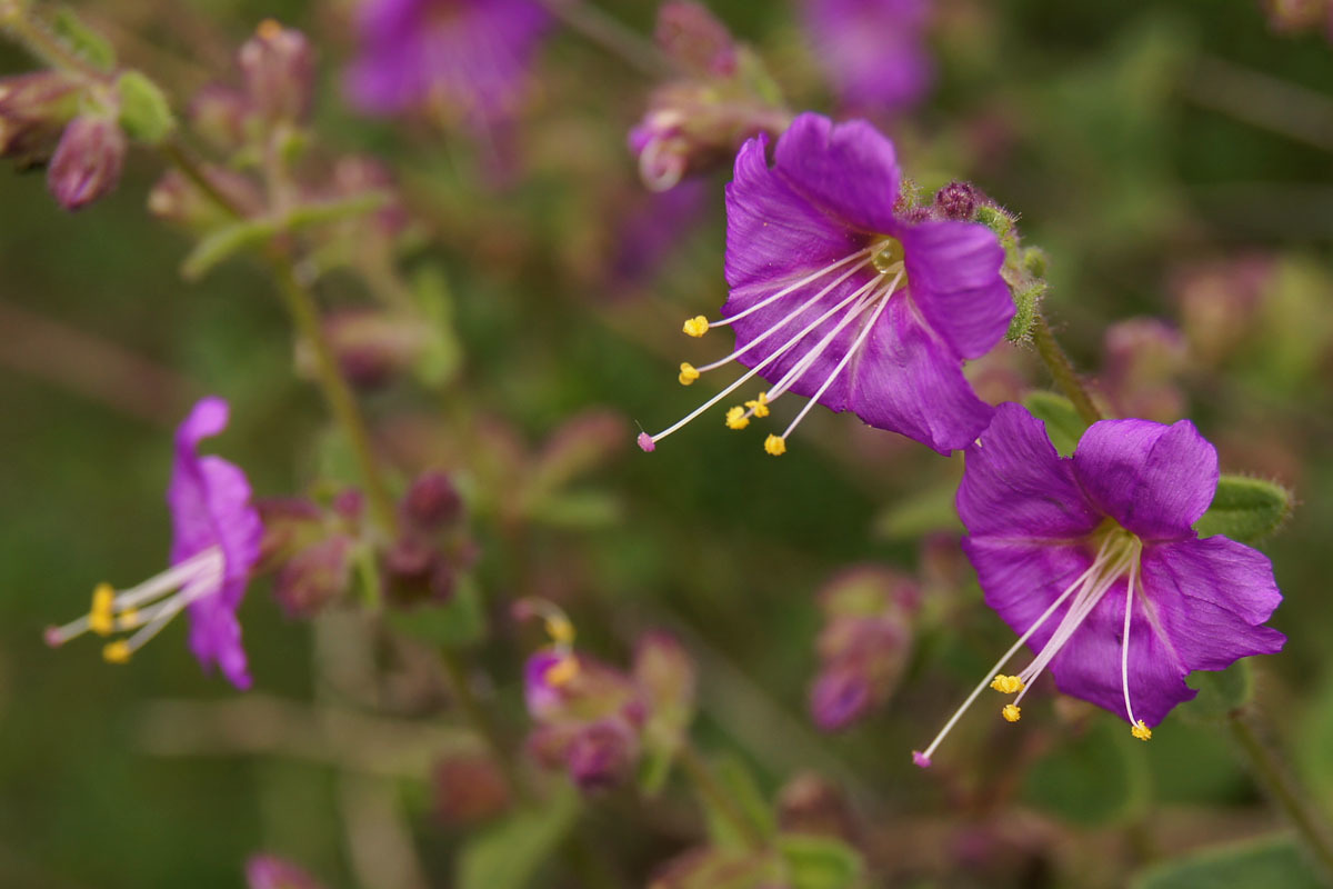 Mirabilis laevis