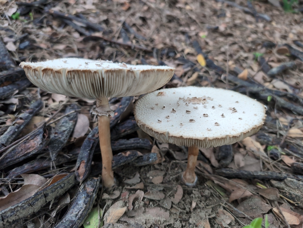 Chlorophyllum molybdites · June 2024 · photo: © francisca22 (iNaturalist, cc-by)