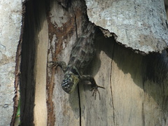 Sceloporus serrifer