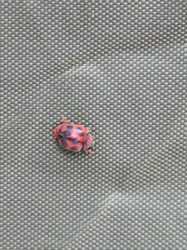 Vedalia Beetle photographed in Hawaii