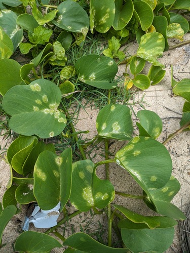 Albugo ipomoeae-pes-caprae, 2024-05-21