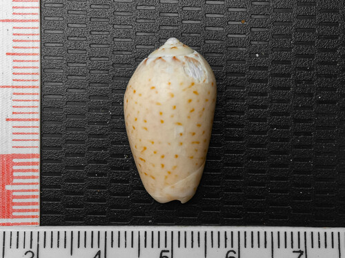 Oliva polpasta, 2024-05-13