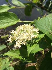 Cornus foemina
